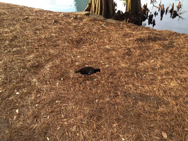 Название: IMG_5982.jpg
Просмотров: 811
Размер: 88.3 Кб