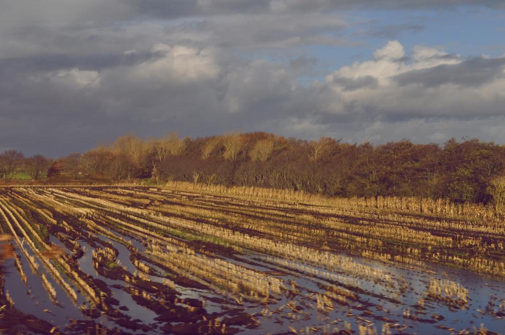 Название: DSC_1086.jpg
Просмотров: 3933
Размер: 95.6 Кб