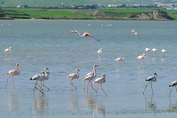 Название: 12508787_1646485412256868_5615488825866815502_n.jpg
Просмотров: 892
Размер: 39.9 Кб