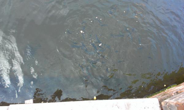 Название: IMAG3022.jpg
Просмотров: 2900
Размер: 26.0 Кб