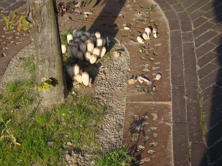 Название: DSC02225.jpg
Просмотров: 5215
Размер: 99.3 Кб