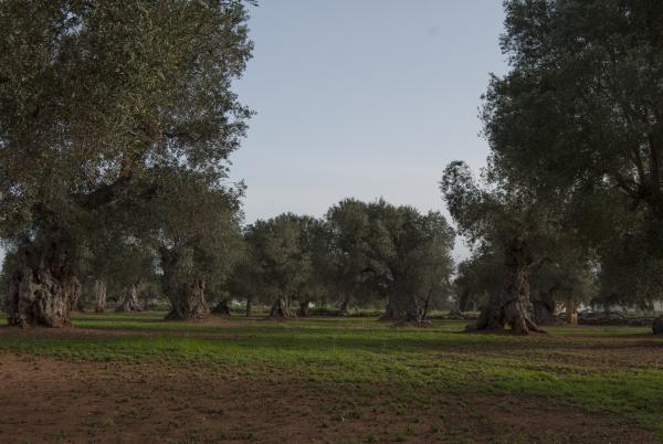 Название: DSC_7176_1.jpg
Просмотров: 996
Размер: 40.1 Кб