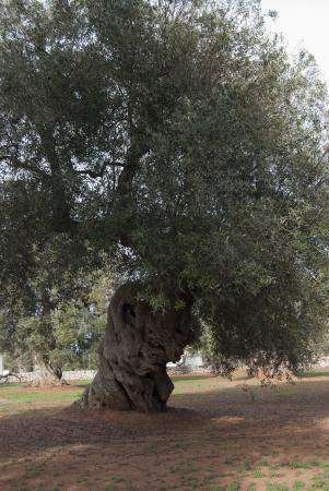 Название: DSC_7171_1.jpg
Просмотров: 1014
Размер: 33.6 Кб