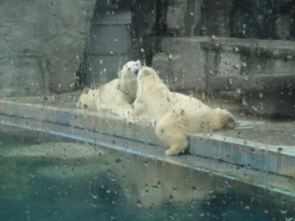 Название: DSC01166.jpg
Просмотров: 3197
Размер: 29.7 Кб