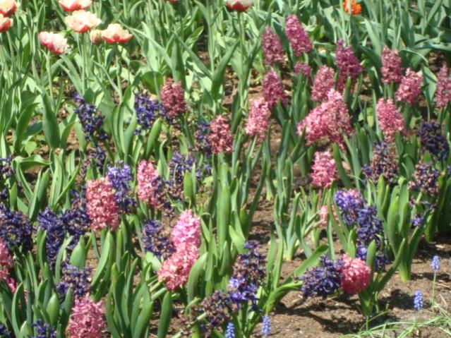 Название: DSC05748.jpg
Просмотров: 8112
Размер: 79.2 Кб