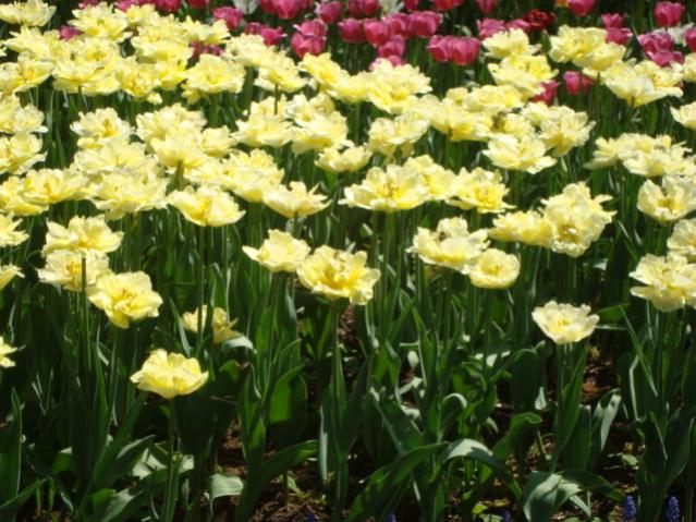 Название: DSC05750.jpg
Просмотров: 7182
Размер: 62.7 Кб