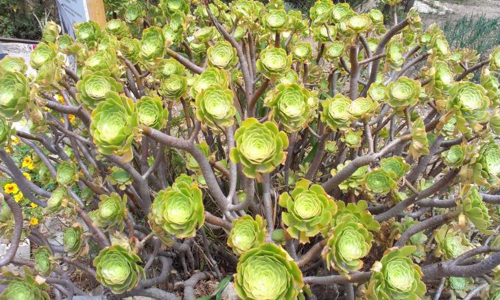 Название: IMAG1036.jpg
Просмотров: 2640
Размер: 100.3 Кб