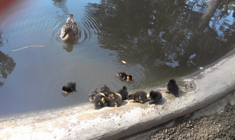 Название: IMAG1063.jpg
Просмотров: 3756
Размер: 59.0 Кб