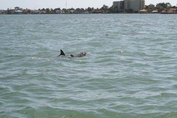 Название: Cruise Belize 093.jpg
Просмотров: 903
Размер: 38.2 Кб