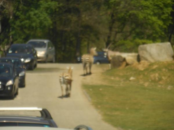 Название: DSCN0420.jpg
Просмотров: 964
Размер: 25.0 Кб