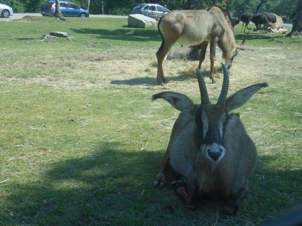 Название: DSCN0434.jpg
Просмотров: 964
Размер: 53.9 Кб