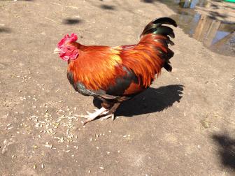 Название: 2).jpg
Просмотров: 788
Размер: 19.6 Кб