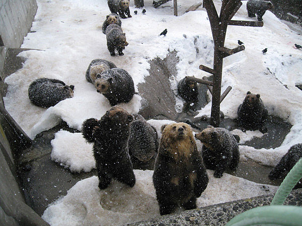 Название: мишки.jpg
Просмотров: 21012
Размер: 87.6 Кб