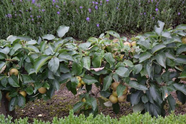 Название: DSC_0179.jpg
Просмотров: 2972
Размер: 62.8 Кб