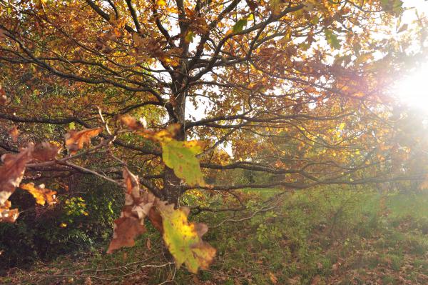 Название: DSC_0064.jpg
Просмотров: 979
Размер: 71.3 Кб