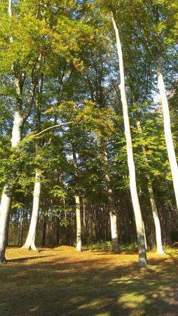 Название: Бельгия11.14 5876.jpg
Просмотров: 5499
Размер: 39.5 Кб