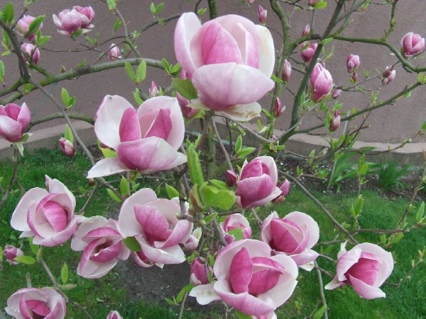 Название: СРІРµСРµС%20магнолия%20(6).JPG
Просмотров: 1104
Размер: 93.1 Кб