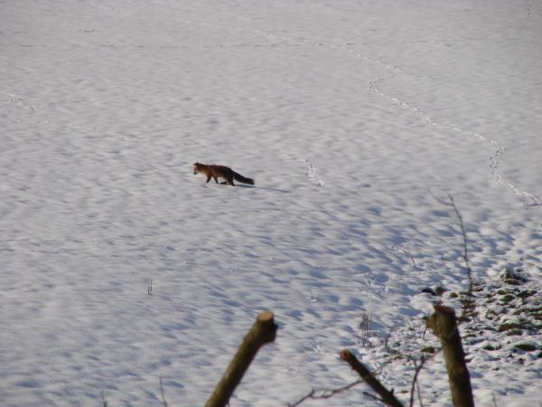 Название: DSC00975.jpg
Просмотров: 584

Размер: 36.4 Кб