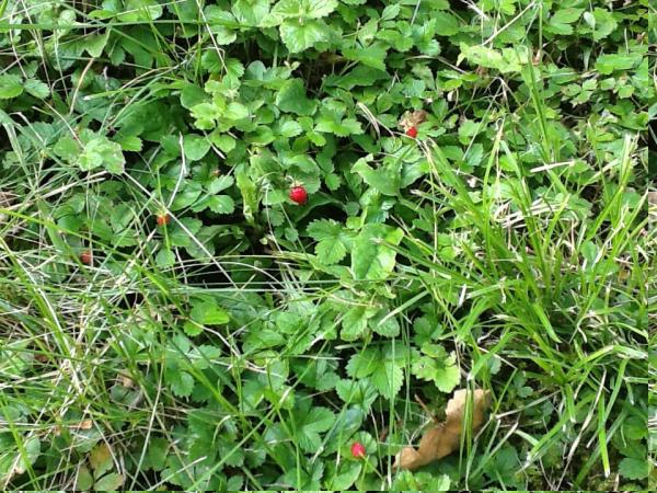 Название: image16.jpg
Просмотров: 735
Размер: 90.2 Кб