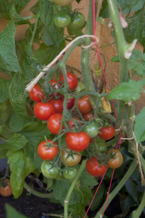 Название: DSC_0180.jpg
Просмотров: 839
Размер: 24.0 Кб