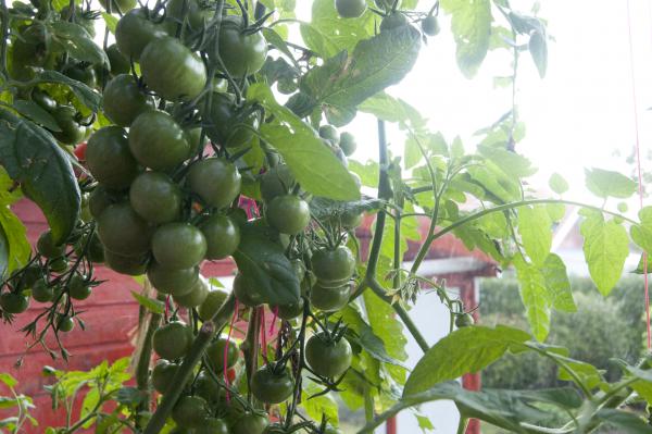 Название: DSC_0238.jpg
Просмотров: 865
Размер: 46.0 Кб