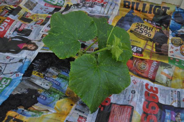 Название: DSC_1027.jpg
Просмотров: 869
Размер: 50.2 Кб