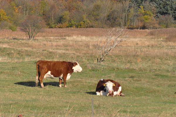 Название: DSC_0415.jpg
Просмотров: 601
Размер: 52.0 Кб