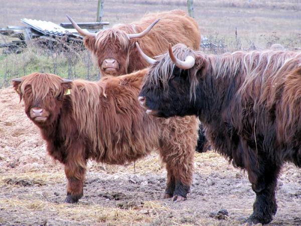 Название: кор.jpg
Просмотров: 581
Размер: 64.1 Кб