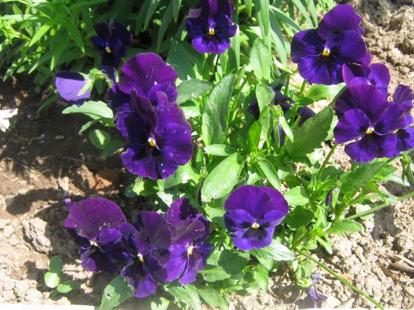 Название: Изображение 018.jpg
Просмотров: 740
Размер: 69.5 Кб