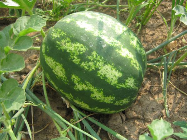 Название: Изображение 183.jpg
Просмотров: 884
Размер: 57.5 Кб