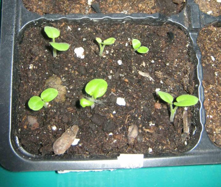 Название: пеларгония посев 20.02.12.jpg
Просмотров: 5820
Размер: 97.4 Кб