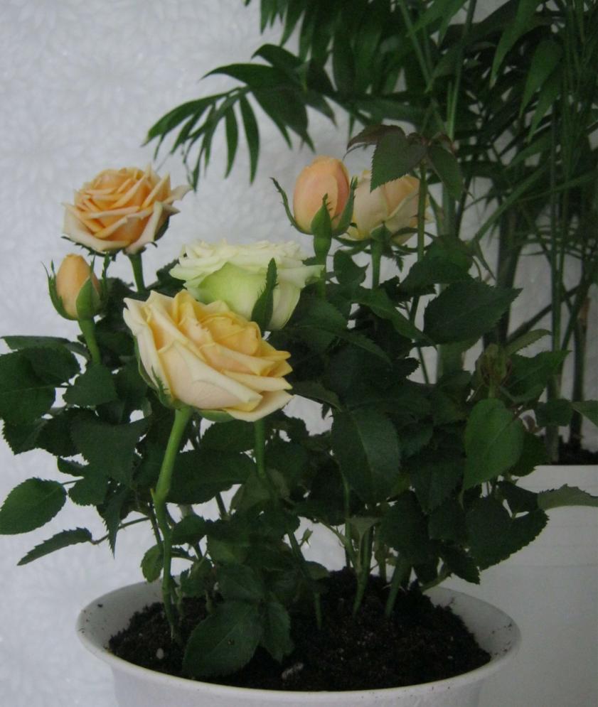 Название: IMG_1162.jpg
Просмотров: 2306
Размер: 85.2 Кб