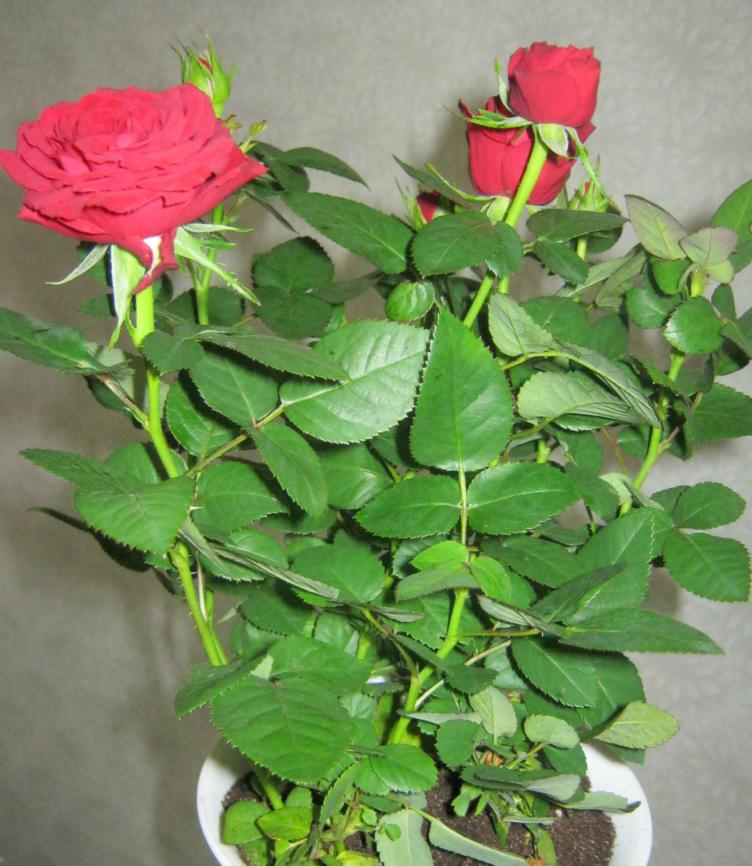 Название: IMG_1165.jpg
Просмотров: 3643
Размер: 90.5 Кб