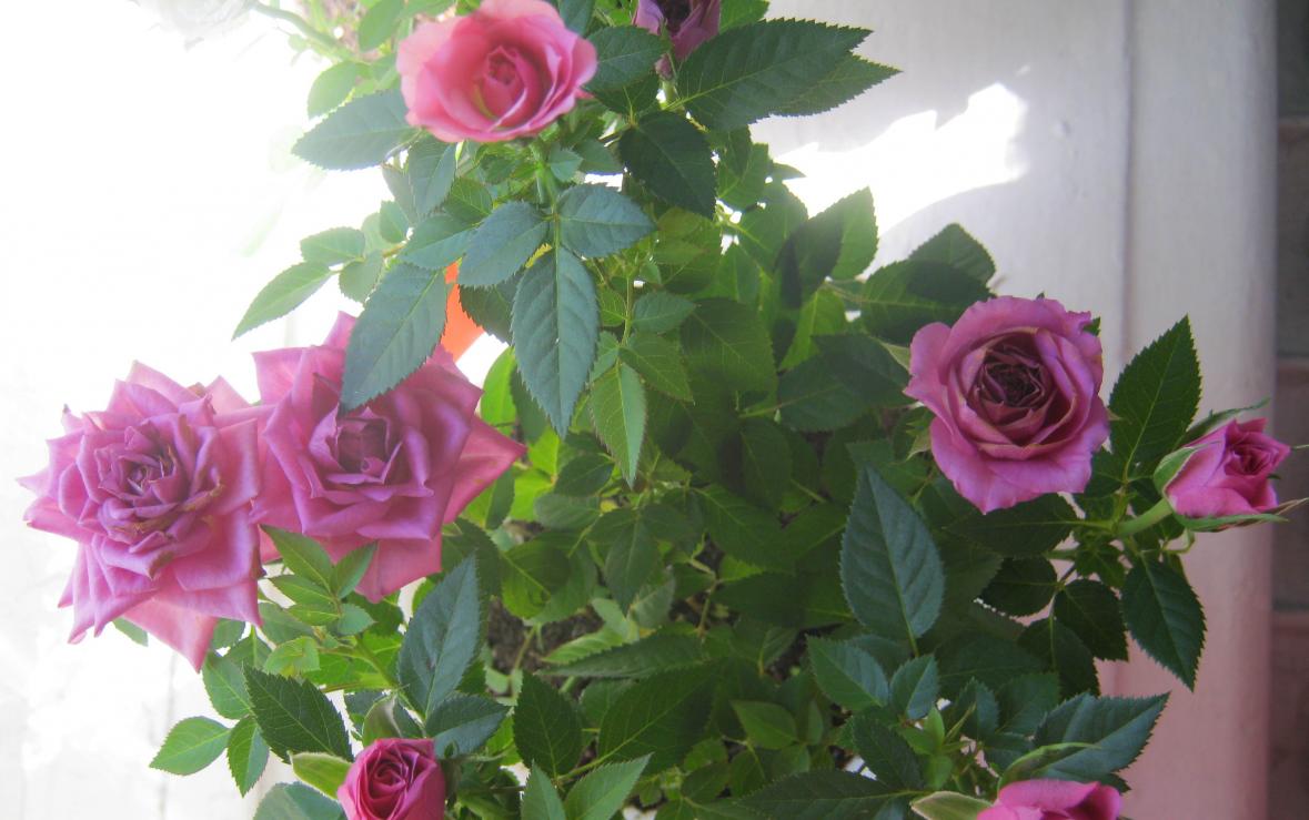 Название: IMG_1204.jpg
Просмотров: 2996
Размер: 90.3 Кб