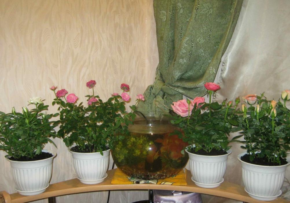 Название: IMG_1279.jpg
Просмотров: 3664
Размер: 94.1 Кб