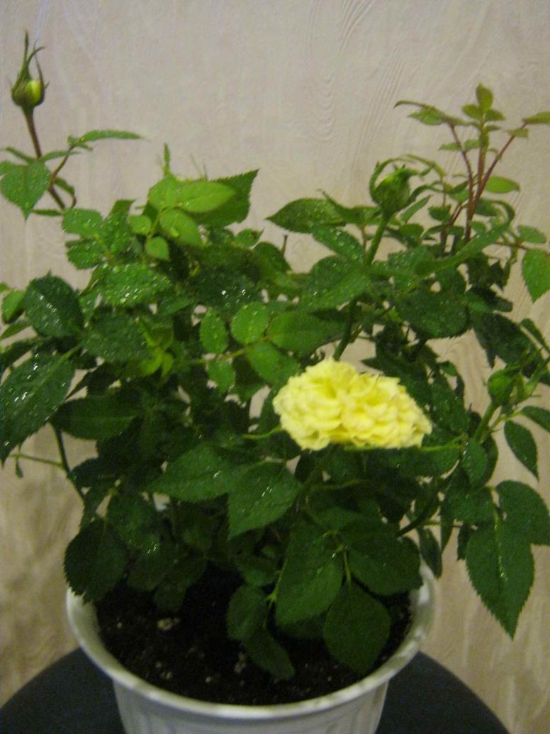 Название: IMG_1287.jpg
Просмотров: 1789
Размер: 91.1 Кб