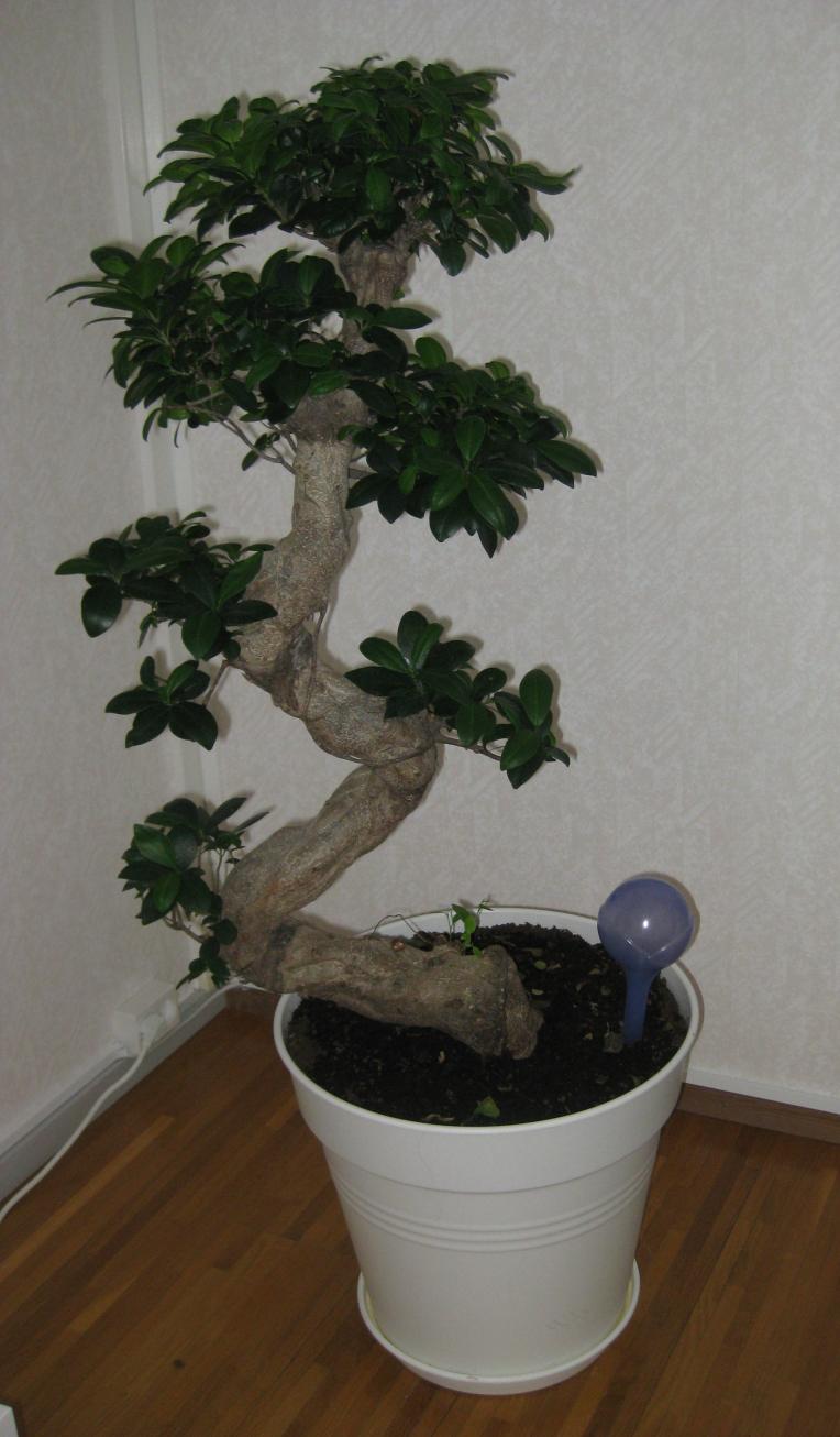 Название: IMG_0306.jpg
Просмотров: 993
Размер: 92.1 Кб