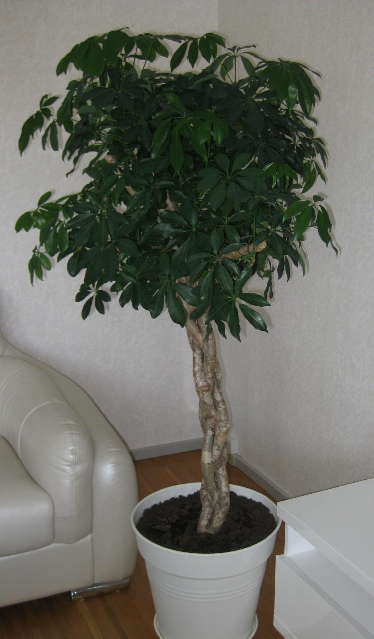 Название: IMG_0307.jpg
Просмотров: 1460
Размер: 91.7 Кб