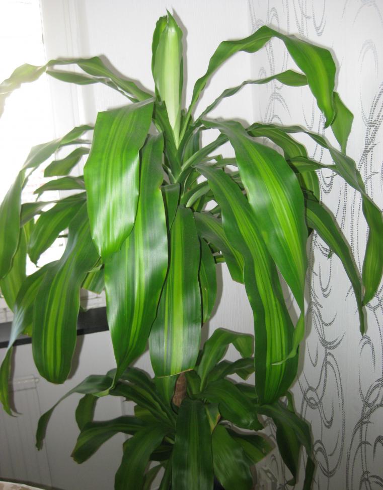 Название: IMG_0309.jpg
Просмотров: 1014
Размер: 89.3 Кб