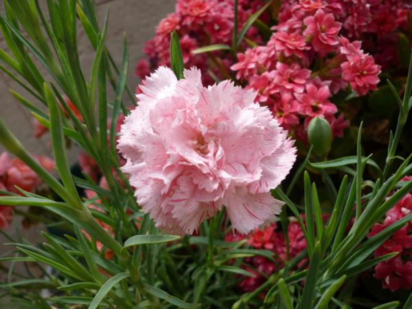 Название: P1260740.jpg
Просмотров: 829
Размер: 47.6 Кб