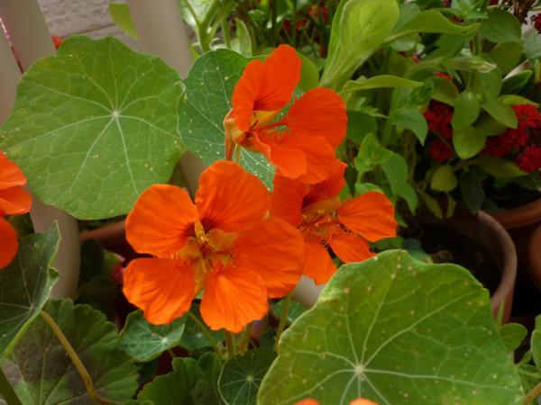 Название: P1260741.jpg
Просмотров: 984
Размер: 39.5 Кб