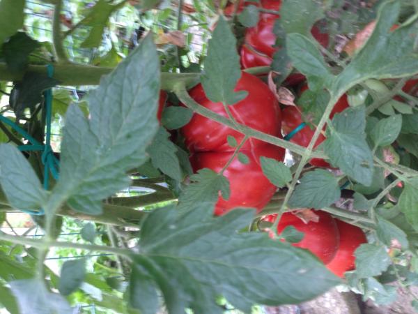 Название: image.jpg
Просмотров: 895
Размер: 43.9 Кб