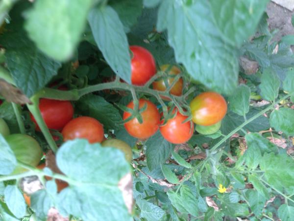 Название: image.jpg
Просмотров: 915
Размер: 40.5 Кб