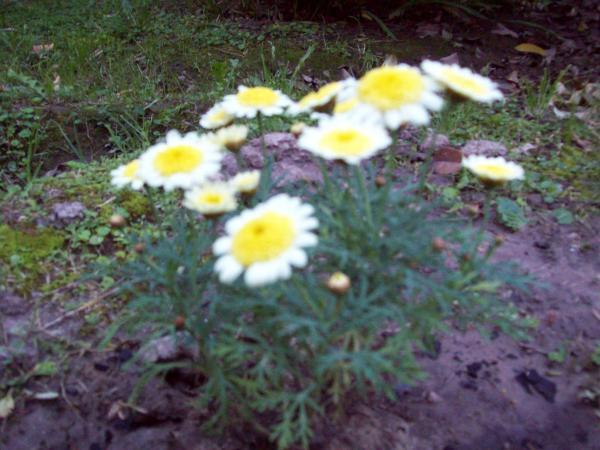 Название: 000_0012.jpg
Просмотров: 774
Размер: 46.8 Кб