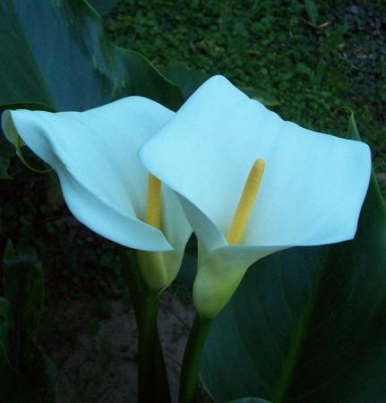 Название: 000_0010.jpg
Просмотров: 852
Размер: 21.1 Кб