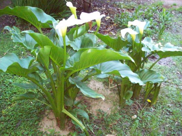 Название: 000_0004.jpg
Просмотров: 846
Размер: 62.5 Кб