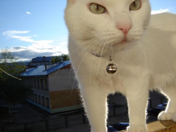 Название: DSC04245.jpg
Просмотров: 818
Размер: 26.8 Кб