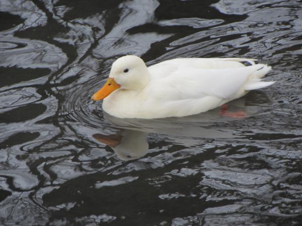 Название: IMG_0747.jpg
Просмотров: 770
Размер: 42.9 Кб