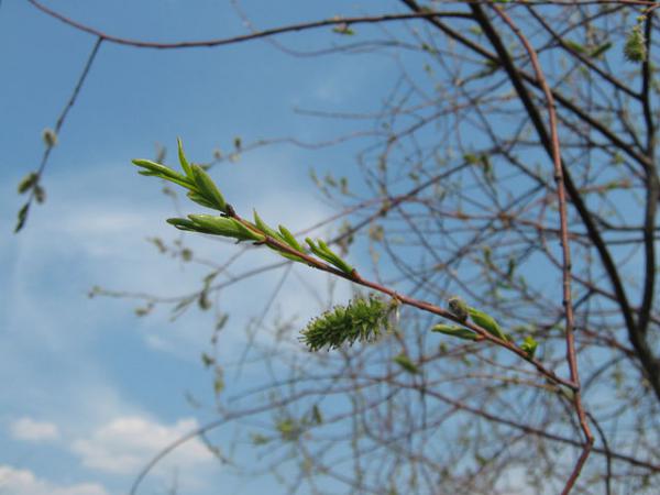 Название: 75005_437564343036574_100310246_n.jpg
Просмотров: 760
Размер: 33.9 Кб