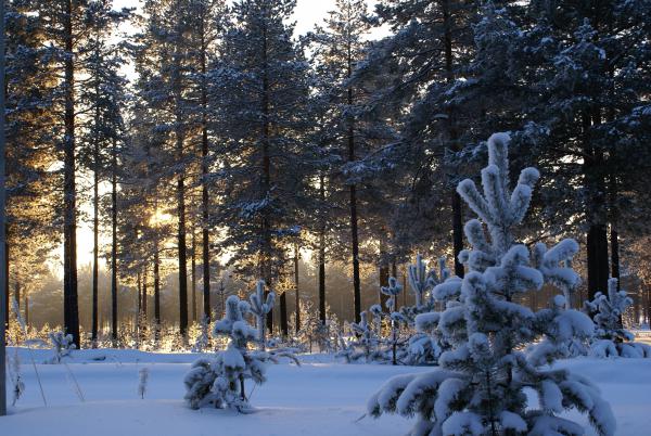 Название: DSC08028.jpg
Просмотров: 1182
Размер: 71.0 Кб